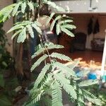 Mimosa polycarpa Blatt