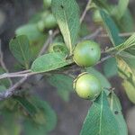 Diospyros acapulcensis Плод