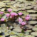 Nymphaea rubra Flower
