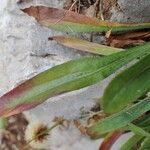 Erigeron alpinus Folha