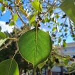 Ficus religiosaبرگ