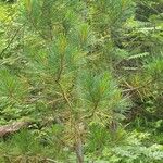 Pinus cembra Folio