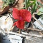 Lathyrus cicera Квітка