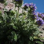 Polemonium chartaceum