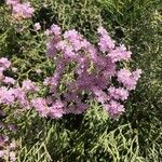 Limonium tuberculatum Flower