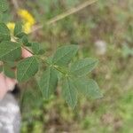 Fraxinus angustifolia Folio