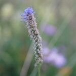 Phyteuma betonicifolium Flor