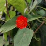 Tropaeolum moritzianum