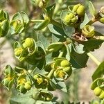 Euphorbia paralias Flor