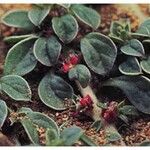 Amaranthus californicus Habitatea