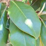 Magnolia grandiflora Blad