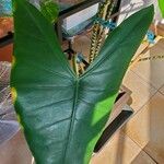 Alocasia zebrina Leaf