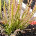 Drosera filiformis Hoja