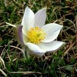Anemone vernalis Λουλούδι