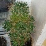 Mammillaria decipiens Foglia