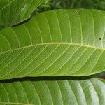 Perebea guianensis Hoja