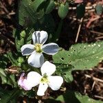 Diplotaxis erucoidesBlomma