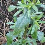 Erigeron annuus Blatt