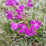 Primula spectabilis Цветок