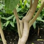 Voacanga africana خشب