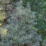 Hippophae rhamnoidesHostoa