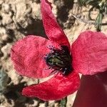 Papaver hybridum Flor