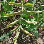 Sium latifolium Hoja