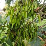 Fraxinus excelsior 果實