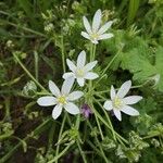 Ornithogalum divergensFiore