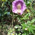 Cobaea scandens Цветок