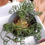 Albuca spiralis Folha