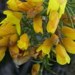 Ulex parviflorus Virág