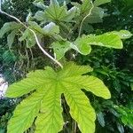 Cecropia schreberiana Hoja