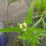 Melochia corchorifolia Flor