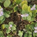 Vitex trifolia Floro