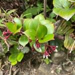 Notopleura parasitica Flower