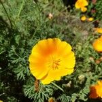 Eschscholzia californicaBlüte