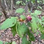 Prunus americana Blatt