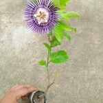 Passiflora incarnata ᱵᱟᱦᱟ