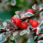 Cotoneaster microphyllus 果