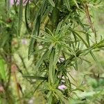 Agalinis purpurea Feuille