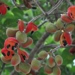 Sterculia ceramica Fruto
