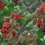 Sterculia ceramica ഫലം