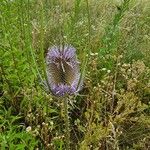 Dipsacus fullonumFlor