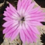 Dianthus tripunctatus Fleur