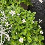 Lobelia pedunculata 花