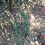 Bassia hyssopifolia 叶
