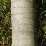 Roystonea regia Casca