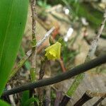 Polystachya bennettiana Flower