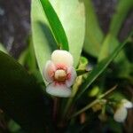 Garcinia pedicellata Flor